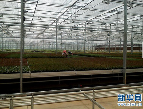 云南省花卉所：圍繞產業需求加快科技轉化