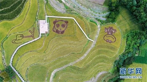 陜西佛坪：鳥瞰生態(tài)水稻公園