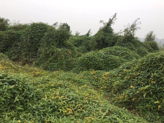 孟津黃河濕地發現屬漸危物種野生大豆 