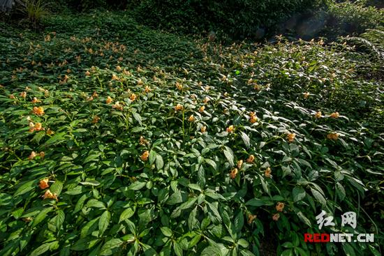 湖南齊云峰國家森林公園首次發現龍蝦花