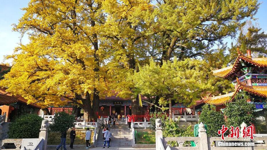 二千八百余歲銀杏古樹“披金”蔚為壯觀