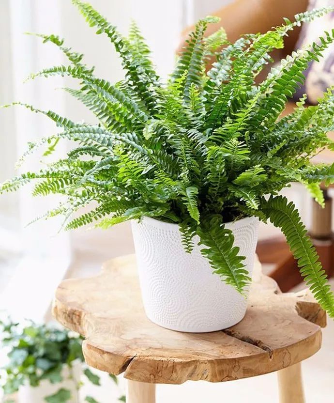 蕨類植物的花藝美學(xué)