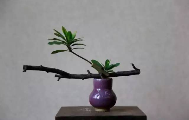 中式、日式、西式插花，最大的區別是什么？
