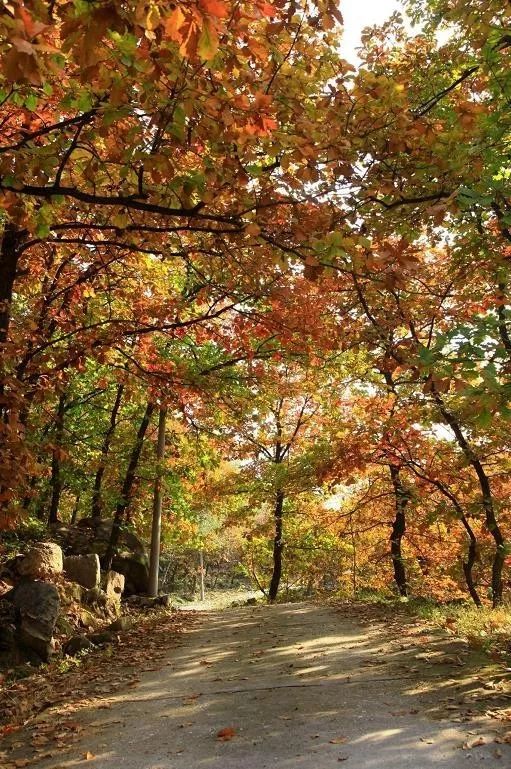 來(lái)大楊山國(guó)家森林公園邂逅真正的秋天