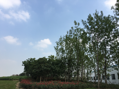 園冶杯專業獎：中環快速路景觀綠化工程二標段