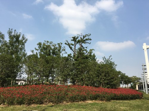 園冶杯專業獎：中環快速路景觀綠化工程二標段