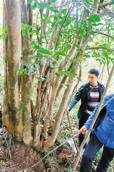 陜西鎮安發現200余畝油茶古樹群落