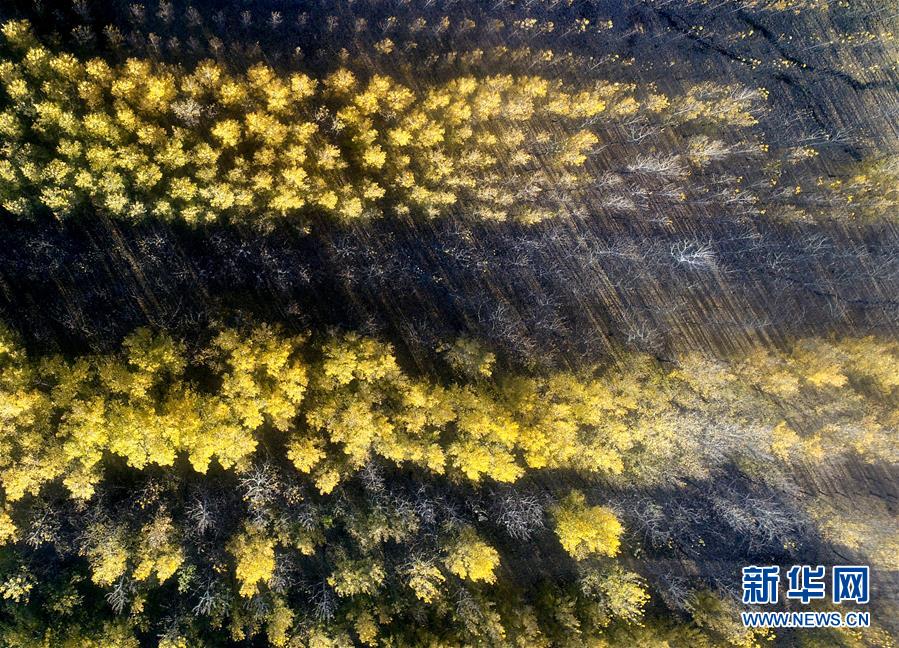 天津水庫(kù)濕地防護(hù)林泛黃凋落 美景如畫(huà)