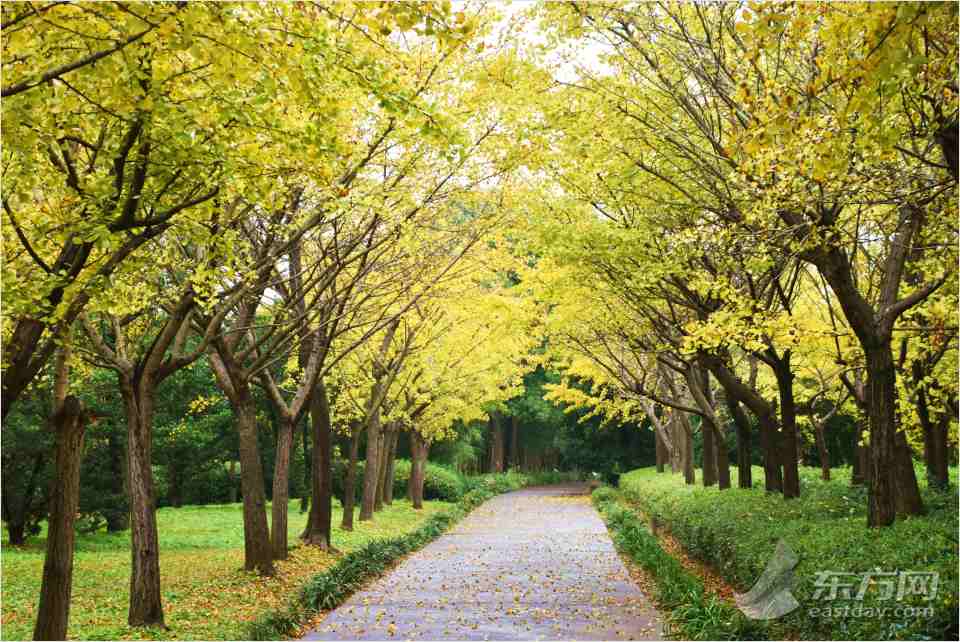 共青森林公園彩葉樹種進(jìn)入最佳賞葉期