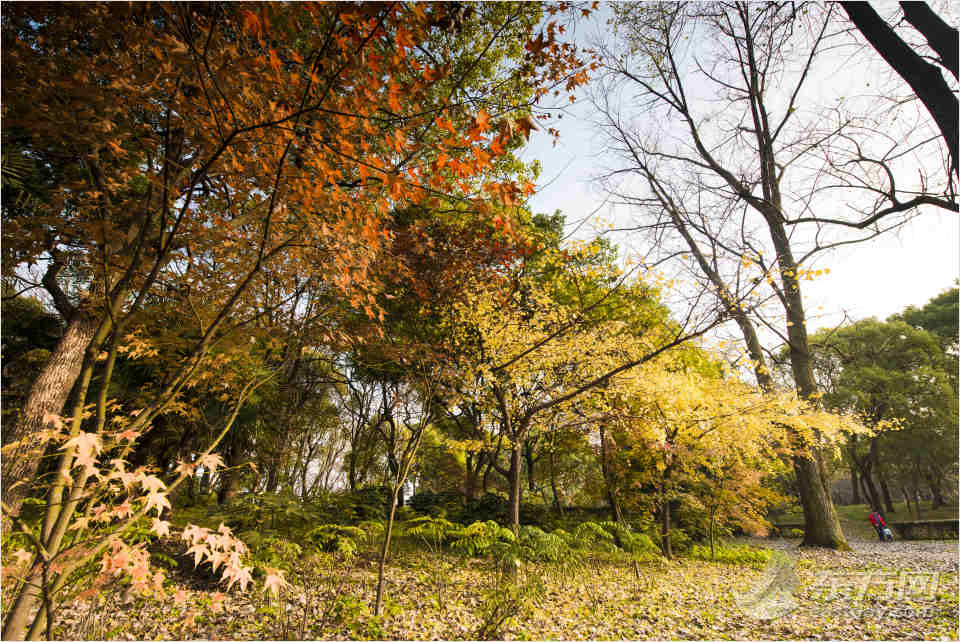 共青森林公園彩葉樹種進(jìn)入最佳賞葉期