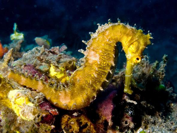 十年用掉144億！保護(hù)生物多樣性 沒錢怎么行