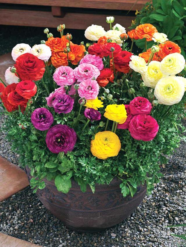 養(yǎng)這5種球根花卉，年年開花爆盆