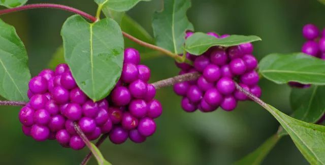 混合花境設(shè)計(jì)與種植建議