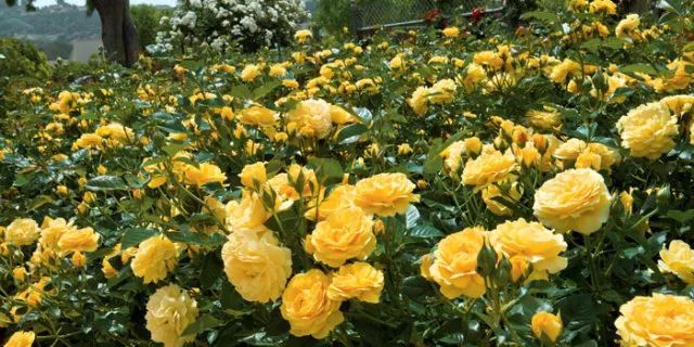 混合花境設(shè)計(jì)與種植建議