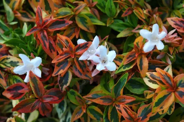混合花境設(shè)計(jì)與種植建議