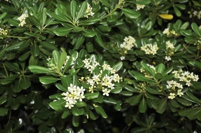 混合花境設(shè)計(jì)與種植建議