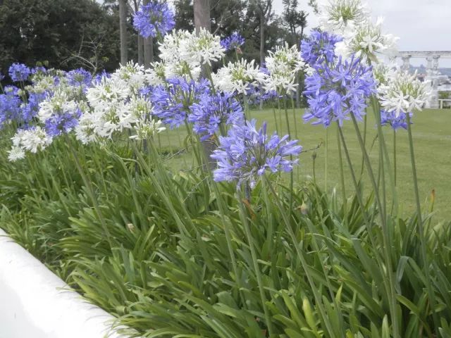 混合花境設(shè)計(jì)與種植建議