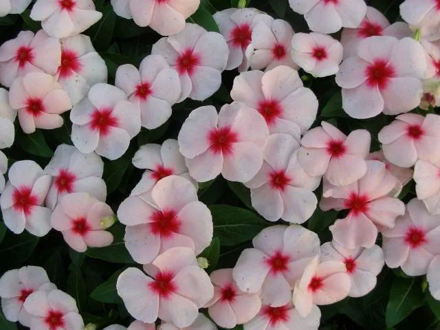 混合花境設(shè)計(jì)與種植建議