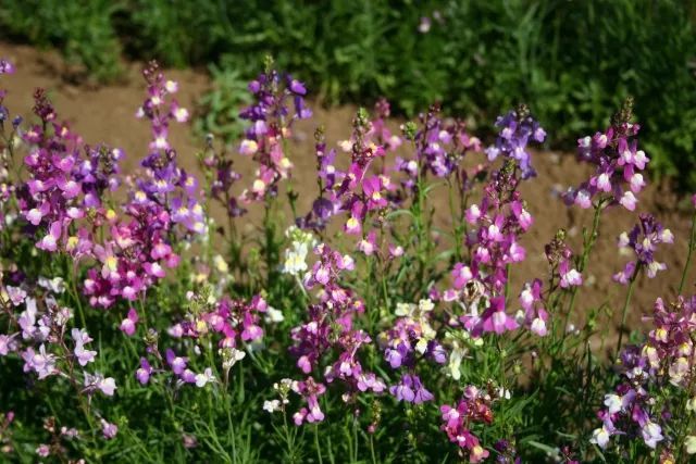 混合花境設(shè)計(jì)與種植建議