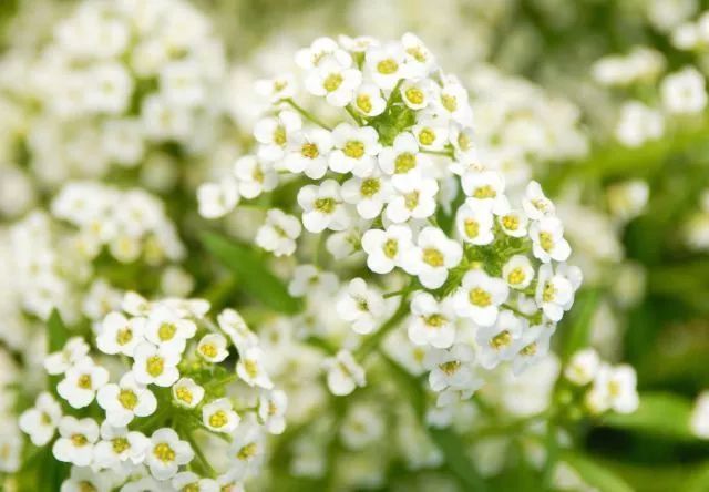 混合花境設(shè)計(jì)與種植建議