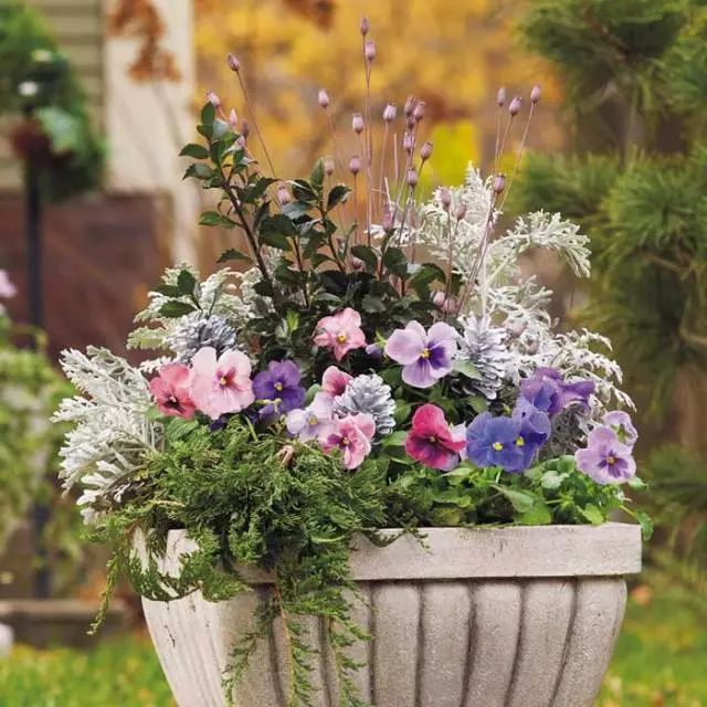 混合花境設(shè)計(jì)與種植建議