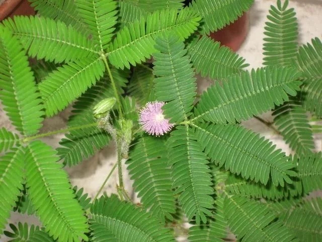 世界上最神奇的植物，會爆炸還能“跑”