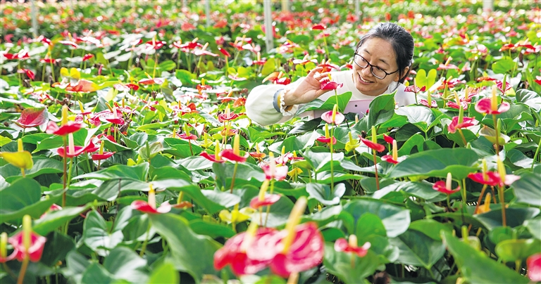 中國熱帶農科院：花卉基礎研究品種逾千種
