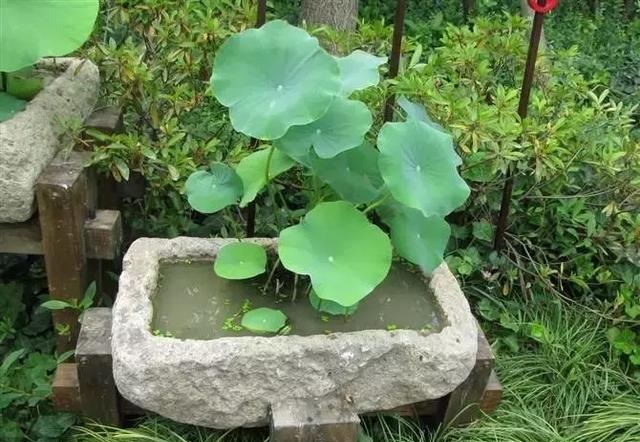 養(yǎng)好這些水生植物勝過花卉盆栽