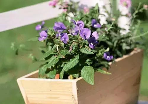 不想給花卉換盆，花卉盆土不板結怎么辦
