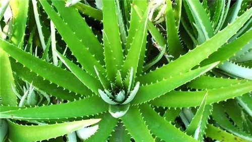 這8種植物是凈化空氣的能手，關鍵好養活！