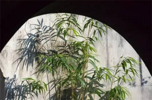 在中國古典園林中尋摸中華文化的審美意識