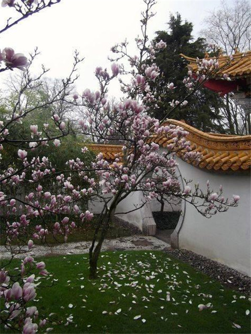 在中國古典園林中尋摸中華文化的審美意識