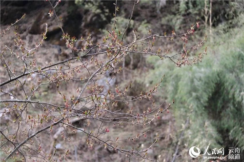 云南大理發現瀕危野生植物領春木