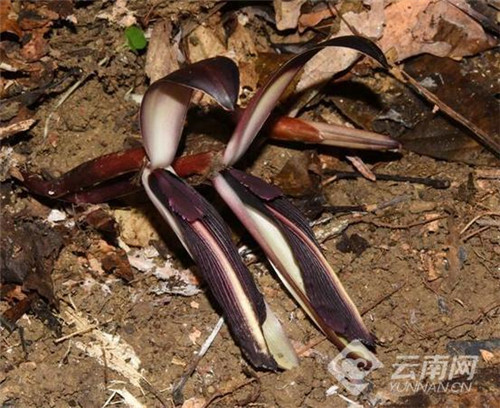 云南發現極小種群野生植物“云南蘭花蕉”