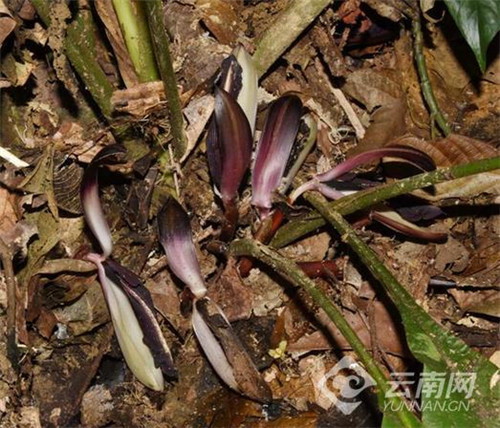 云南發現極小種群野生植物“云南蘭花蕉”