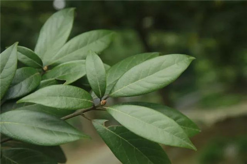 珍稀瀕危植物的多樣性與保護