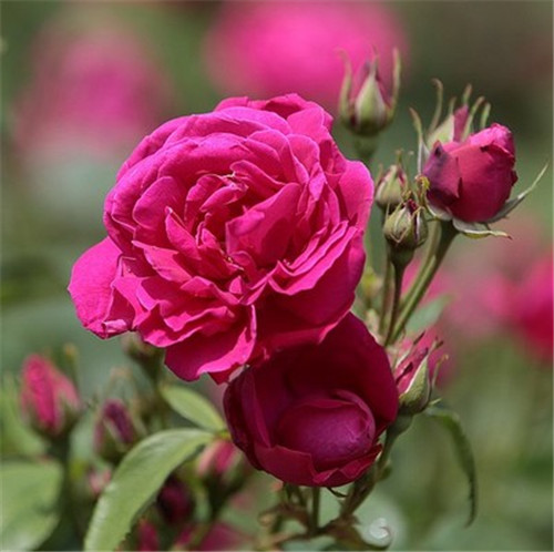 這花卉種庭院美哭了，清香撲面，花瓣搖曳