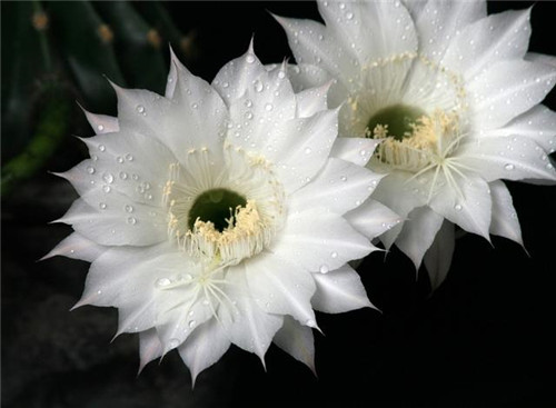 農(nóng)村最普通的花卉，從來(lái)不用澆水