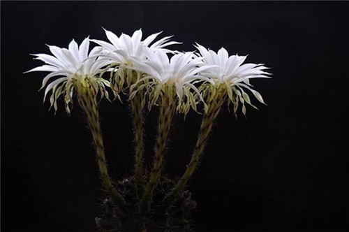 農(nóng)村最普通的花卉，從來(lái)不用澆水