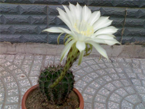 農(nóng)村最普通的花卉，從來(lái)不用澆水
