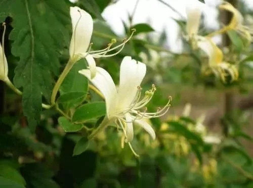 對花卉做好這些動作，年年爆盆