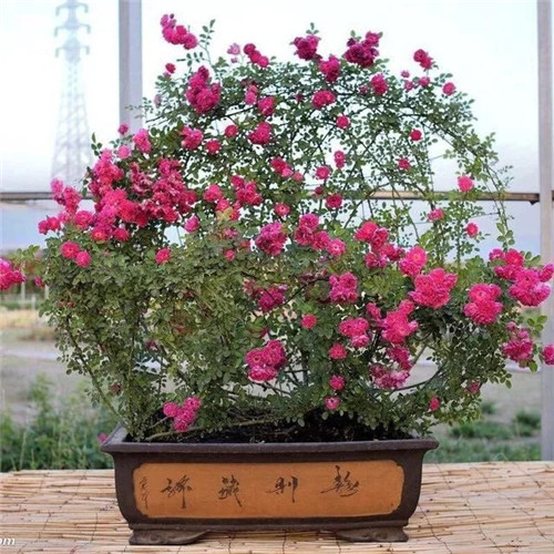 常見的旺家花卉，家里有嗎