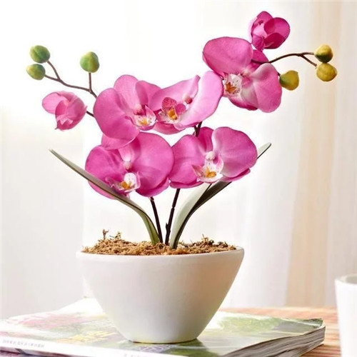 易打理好成活的花卉盆栽，懶人都可以養(yǎng)