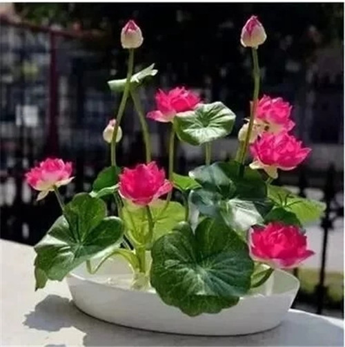 易打理好成活的花卉盆栽，懶人都可以養(yǎng)
