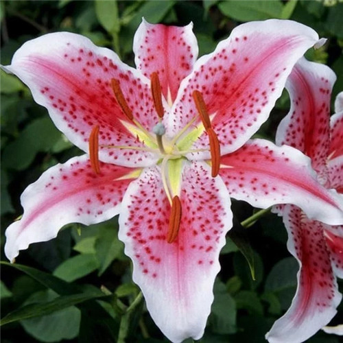 易打理好成活的花卉盆栽，懶人都可以養(yǎng)