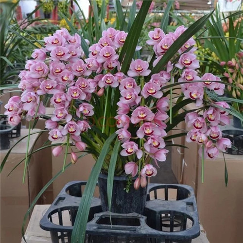 易打理好成活的花卉盆栽，懶人都可以養(yǎng)
