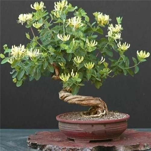 易打理好成活的花卉盆栽，懶人都可以養(yǎng)