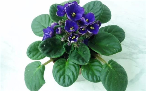 養這些花卉讓家里色彩斑斕，超級漂亮