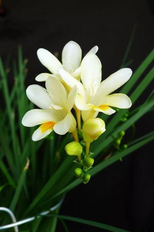 插花入門篇｜小白選手從認(rèn)識常見花材開始