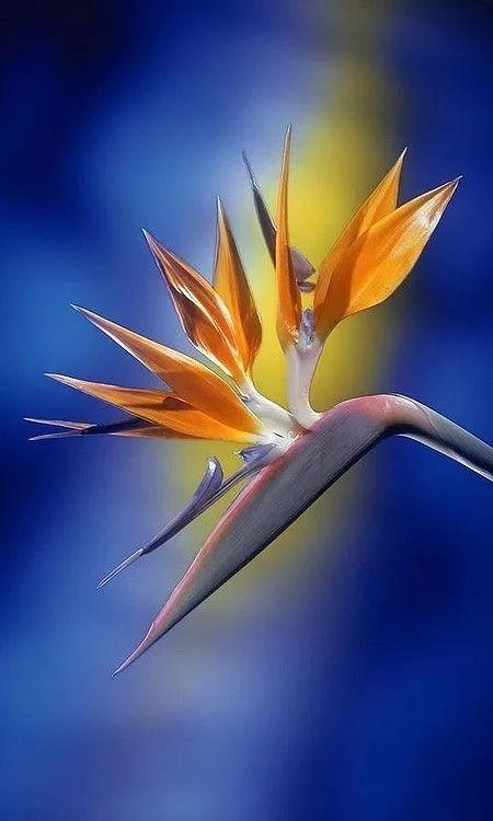 插花入門篇｜小白選手從認(rèn)識常見花材開始